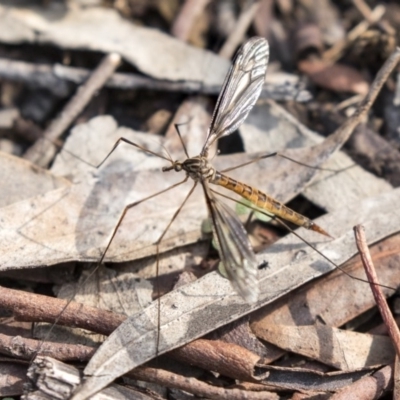 Ptilogyna sp. (genus) (A crane fly) at ANBG - 14 Apr 2019 by AlisonMilton