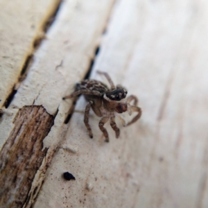 Maratus griseus at Ngunnawal, ACT - 22 Apr 2019