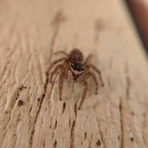 Maratus griseus at Ngunnawal, ACT - 22 Apr 2019 12:49 PM