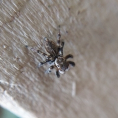 Maratus griseus at Ngunnawal, ACT - 22 Apr 2019 12:49 PM