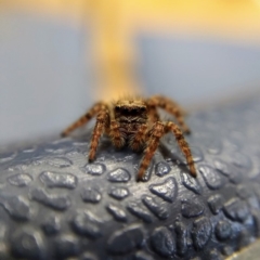 Servaea sp. (genus) (Unidentified Servaea jumping spider) at Ngunnawal, ACT - 21 Apr 2019 by Angus44