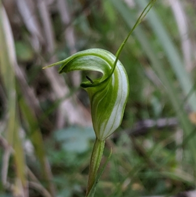 Diplodium alveatum (ACT) = Pterostylis alveata (NSW) (Coastal Greenhood) at Wyanbene, NSW - 22 Apr 2019 by MattM