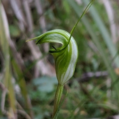 Diplodium alveatum (Coastal Greenhood) at Deua National Park (CNM area) - 22 Apr 2019 by MattM