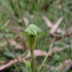 Diplodium alveatum (ACT) = Pterostylis alveata (NSW) at Wyanbene, NSW - suppressed