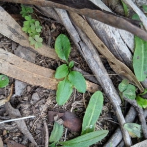 Diplodium alveatum (ACT) = Pterostylis alveata (NSW) at Wyanbene, NSW - 22 Apr 2019