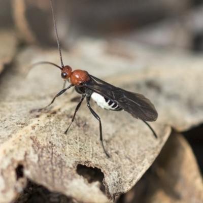 Braconidae (family) (Unidentified braconid wasp) at ANBG - 14 Apr 2019 by AlisonMilton