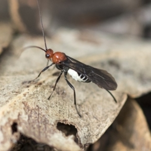 Braconidae (family) at Hackett, ACT - 14 Apr 2019