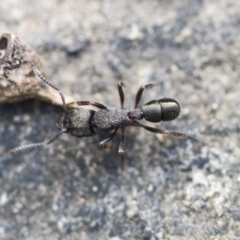 Rhytidoponera metallica (Greenhead ant) at ANBG - 14 Apr 2019 by AlisonMilton