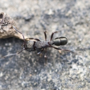 Rhytidoponera metallica at Hackett, ACT - 14 Apr 2019