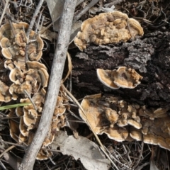 Trametes versicolor (Turkey Tail) at Theodore, ACT - 23 Apr 2019 by owenh