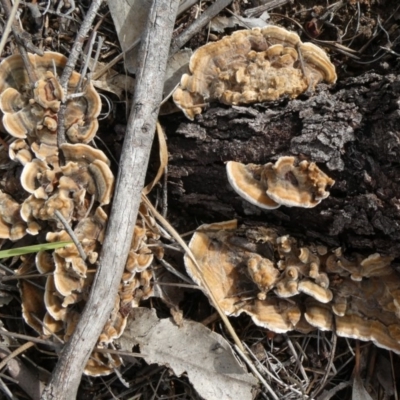 Trametes versicolor (Turkey Tail) at Tuggeranong Hill - 23 Apr 2019 by Owen