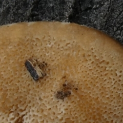 Trametes versicolor at Theodore, ACT - 23 Apr 2019