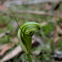 Diplodium alveatum (Coastal Greenhood) at Wyanbene, NSW - 22 Apr 2019 by MattM