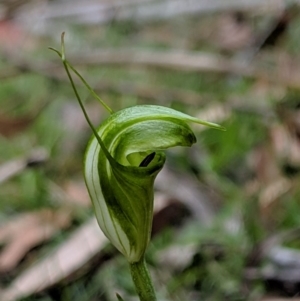 Diplodium alveatum at Wyanbene, NSW - 22 Apr 2019