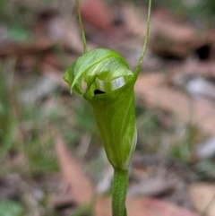 Diplodium alveatum (ACT) = Pterostylis alveata (NSW) at Wyanbene, NSW - 22 Apr 2019