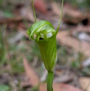 Diplodium alveatum (ACT) = Pterostylis alveata (NSW) at Wyanbene, NSW - 22 Apr 2019