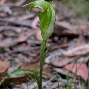 Diplodium alveatum (ACT) = Pterostylis alveata (NSW) at Wyanbene, NSW - 22 Apr 2019