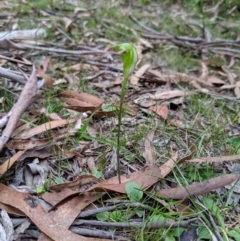 Diplodium alveatum at Wyanbene, NSW - 22 Apr 2019