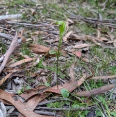 Diplodium alveatum (ACT) = Pterostylis alveata (NSW) at Wyanbene, NSW - 22 Apr 2019