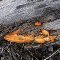 Trametes coccinea (Scarlet Bracket) at Theodore, ACT - 23 Apr 2019 by owenh