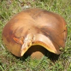 Phlebopus marginatus at Chakola, NSW - 7 Nov 2015