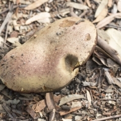 zz bolete at Hackett, ACT - 14 Apr 2019 by AlisonMilton