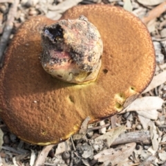 zz bolete at Hackett, ACT - 14 Apr 2019