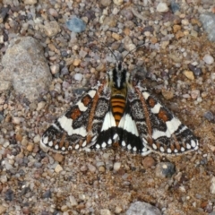 Apina callisto (Pasture Day Moth) at Theodore, ACT - 23 Apr 2019 by Owen