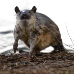 Hydromys chrysogaster (Rakali or Water Rat) at Belconnen, ACT - 22 Apr 2019 by Thurstan