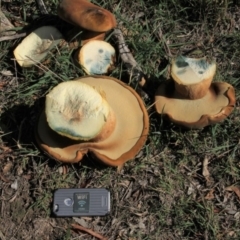 Phlebopus marginatus (Giant Bolete) at Paddys River, ACT - 23 Apr 2019 by davobj