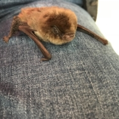 Chalinolobus morio (Chocolate Wattled Bat) at Wallaroo, NSW - 28 Mar 2019 by Caroline.Hennessy