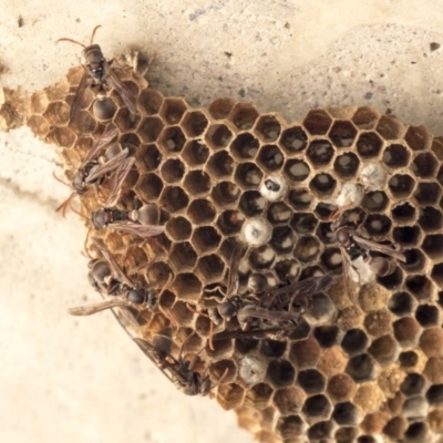 Ropalidia plebeiana (Small brown paper wasp) at McKellar, ACT - 17 Apr 2019 by AlisonMilton