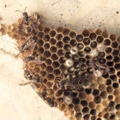 Ropalidia plebeiana (Small brown paper wasp) at McKellar, ACT - 17 Apr 2019 by AlisonMilton