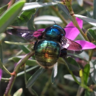 Xylocopa (Lestis) aerata (Golden-Green Carpenter Bee) at Acton, ACT - 23 Apr 2019 by PeterA