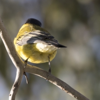 Pachycephala pectoralis (Golden Whistler) at Higgins, ACT - 10 Apr 2019 by Alison Milton