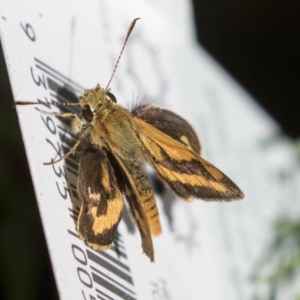 Ocybadistes walkeri at Higgins, ACT - 11 Apr 2019