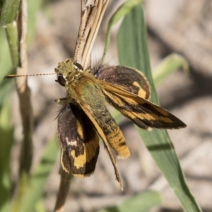 Ocybadistes walkeri at Higgins, ACT - 11 Apr 2019