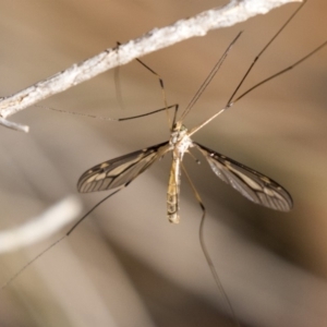 Ptilogyna sp. (genus) at Dunlop, ACT - 10 Apr 2019 11:21 AM