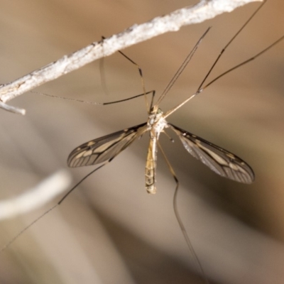 Ptilogyna sp. (genus) (A crane fly) at The Pinnacle - 10 Apr 2019 by AlisonMilton