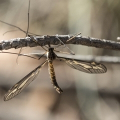 Ptilogyna sp. (genus) at Dunlop, ACT - 10 Apr 2019 11:21 AM