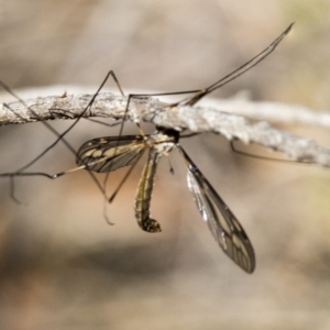 Ptilogyna sp. (genus) at Dunlop, ACT - 10 Apr 2019 11:21 AM