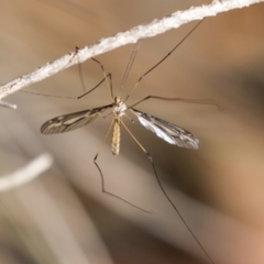 Ptilogyna sp. (genus) at Dunlop, ACT - 10 Apr 2019