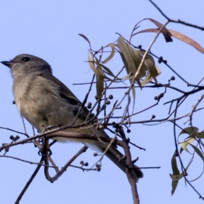 Pachycephala pectoralis (Golden Whistler) at Hawker, ACT - 10 Apr 2019 by Alison Milton