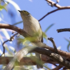 Ptilotula penicillata (White-plumed Honeyeater) at Holt, ACT - 10 Apr 2019 by AlisonMilton