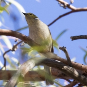 Ptilotula penicillata at Holt, ACT - 10 Apr 2019 03:20 PM