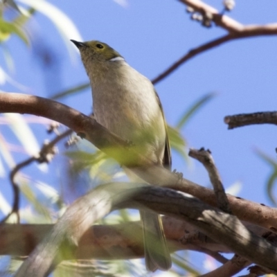 Ptilotula penicillata (White-plumed Honeyeater) at Holt, ACT - 10 Apr 2019 by AlisonMilton