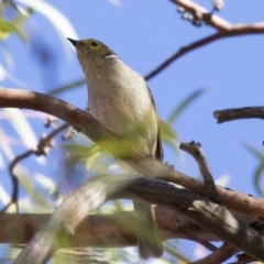 Ptilotula penicillata (White-plumed Honeyeater) at Holt, ACT - 10 Apr 2019 by Alison Milton