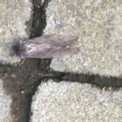 Abantiades atripalpis (Bardee grub/moth, Rain Moth) at Queanbeyan Nature Reserve - 23 Apr 2019 by Hornet450