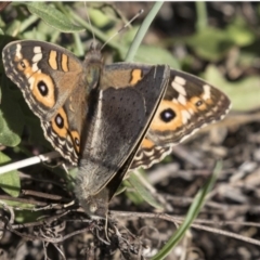 Junonia villida (Meadow Argus) at The Pinnacle - 10 Apr 2019 by AlisonMilton