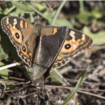 Junonia villida (Meadow Argus) at Hawker, ACT - 10 Apr 2019 by AlisonMilton